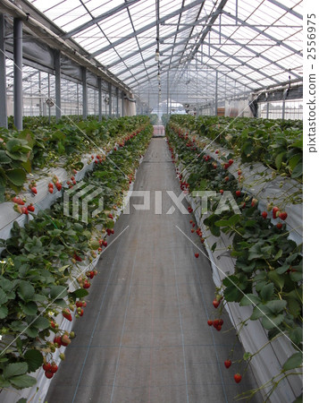Strawberry hunting vinyl house Strawberry hunting vinyl house 2556975