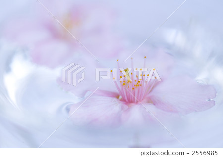 Cherry grass 2556985