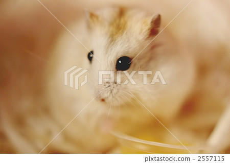 Djangarian Hamster Putting (Yellow) 2557115