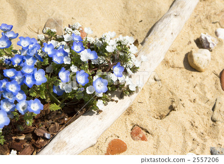 Nemophila 2557206