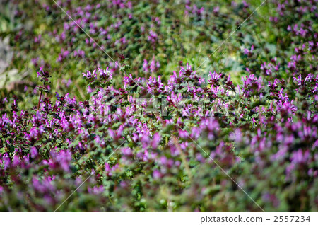 Flower garden in full bloom, bass seat 2557234