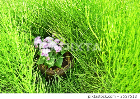 ageratum, purple, comfort 2557518