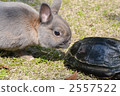 turtle, bunny, rabbit 2557522