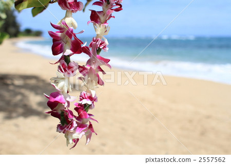 夏威夷沙灘和射線 夏威夷沙灘和射線 2557562