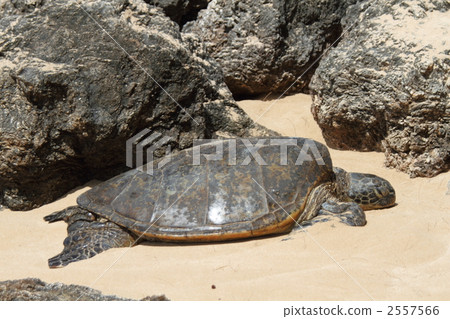 sea turtle, turtle, carapace 2557566