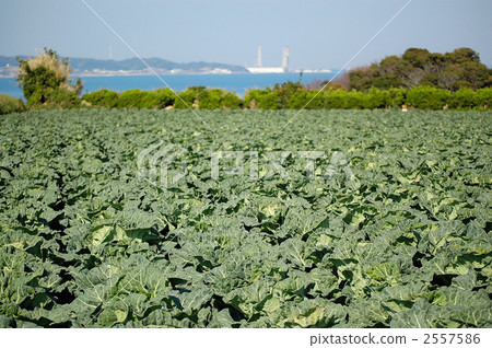 Cabbage field Cabbage field 2557586