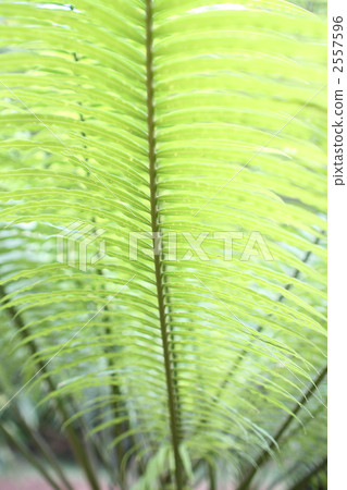 鐵樹 綠葉 室內盆栽 2557596