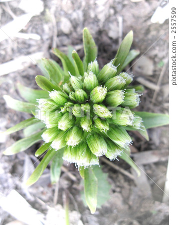 野菜（Fukinooto） 2557599