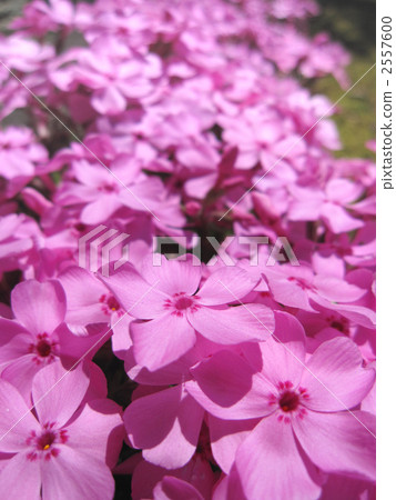 Shibasakura in full bloom 2557600