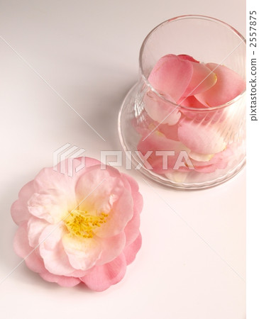 山茶花瓣內部,桃紅色,室內,白色背景 山茶花瓣內部,桃紅色,室內,白色背景 2557875