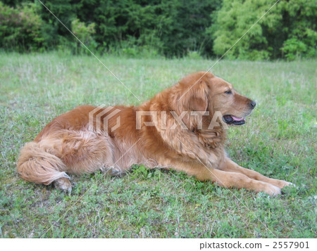 當我在山上公園休息時,當我帶著一隻金毛獵犬時,我才12歲。 當我在山上公園休息時,當我帶著一隻金毛獵犬時,我才12歲。 2557901