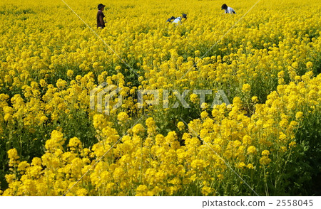 Rapeseed field 2558045