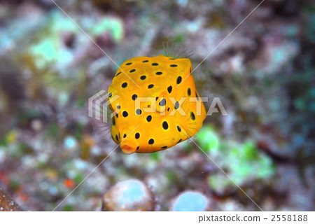 Minami Hako fu 2558188