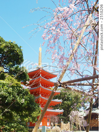 Cherry blossoms at Tochoji Cherry blossoms at Tochoji 2558206
