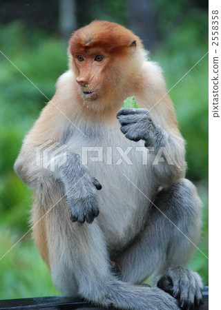 proboscis monkey, borneo, malaysia 2558358