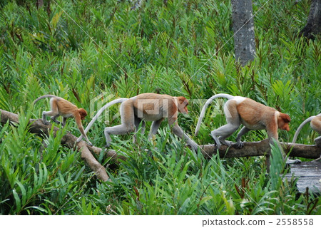 proboscis monkey, borneo 2558558
