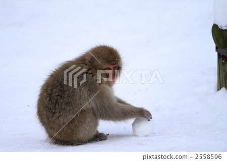 monkey monkey 2558596