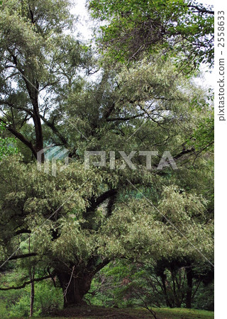 Summer Nagaba Kawayanagi 2558633