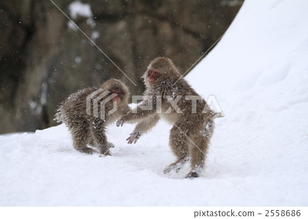 一隻猴子 一隻猴子 2558686