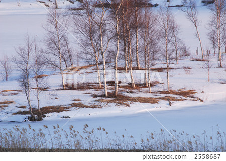 中部地區 白雪皚皚 雪景 2558687