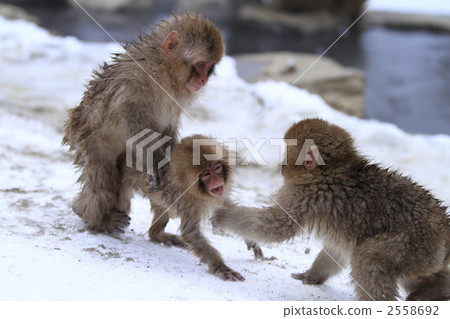 monkey monkey 2558692