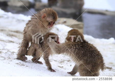 monkey monkey 2558696