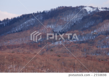 tateshinplateau, forest, wood 2558698