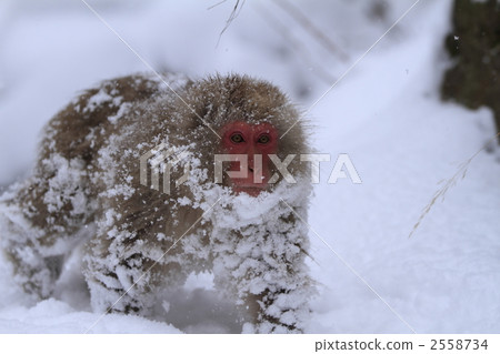 一隻猴子 2558734