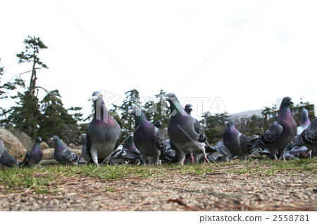 dove, bird, birds 2558781