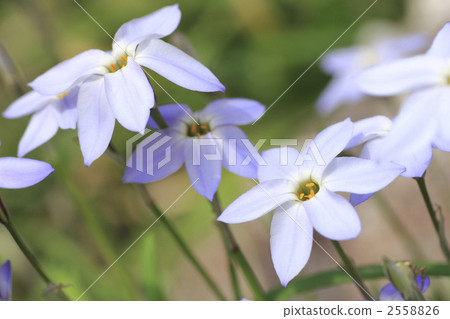 Up of Hanabi 2558826