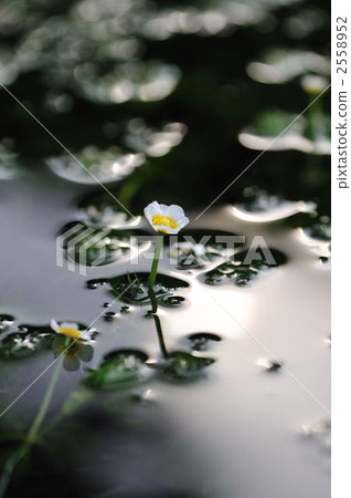 Misima baikamo Misima baikamo 2558952