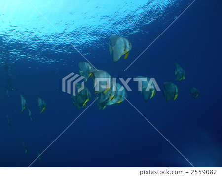 Swallow 's Wheat Swallow 's Wheat 2559082