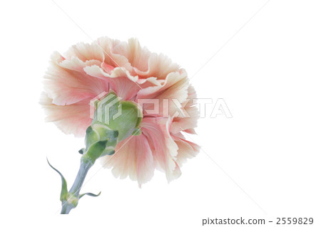 Carnation  2559829