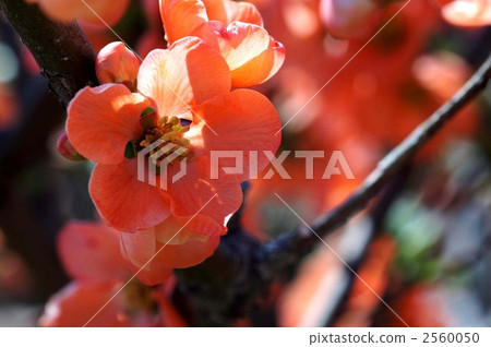 日本貼梗海棠 木瓜 花朵 2560050