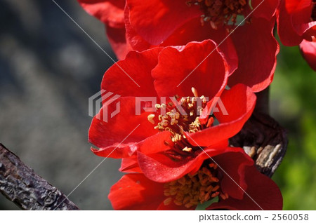 poke flowers, japanese quince, vegetation 2560058