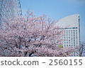 cherry blossom, cherry tree, ferris wheel 2560155