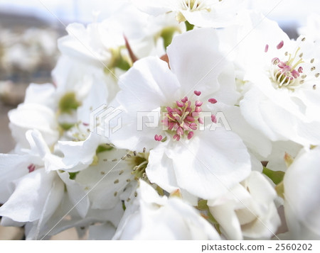 Pear flowers 2560202