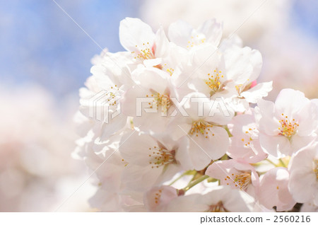 Cherry Blossom Cherry Blossom 2560216