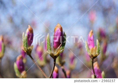 Kobanomitsu杜鵑花 2560237