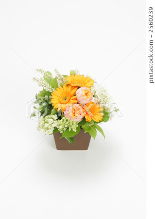 插花 2560239