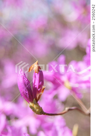 Kobanomitsu azalea 2560242