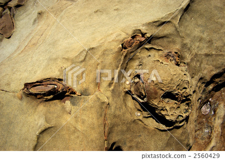 Nichinan coastal rocks Nichinan coastal rocks 2560429