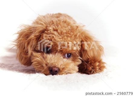 Thinking dog 2560779