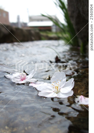 櫻花在河上 2560904