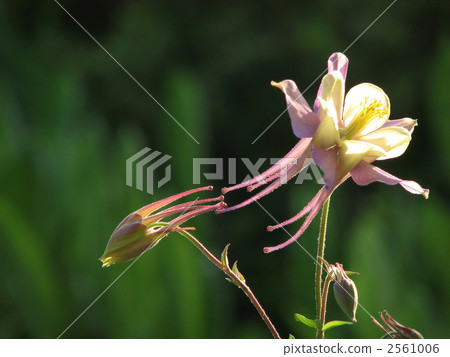 Columbine aquilegia 2561006