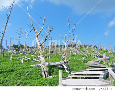 Odaigahara Masakigahara 2561184