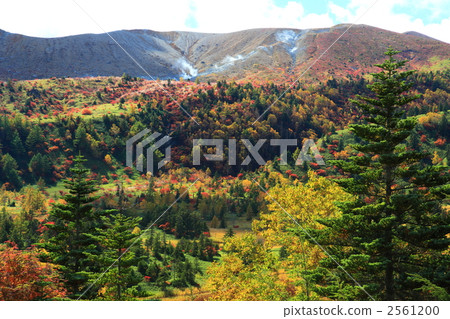 Autumn leaves of Yoshigira 2561200