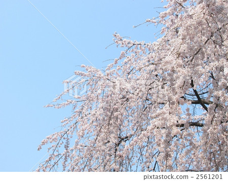 weeping cherry, weeping cherry tree, cherry blossom 2561201