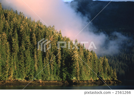 wood, heterophylla, southern japanese hemlock 2561266