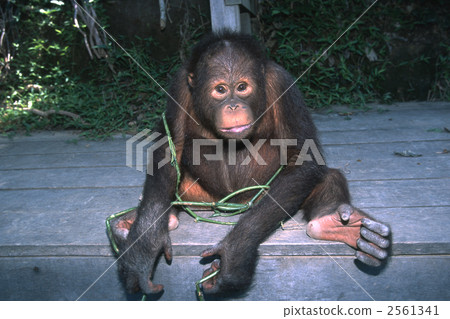猩猩 婆羅洲 類人猿 2561341